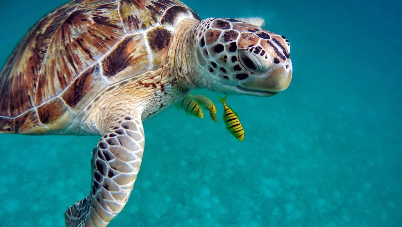 Diving